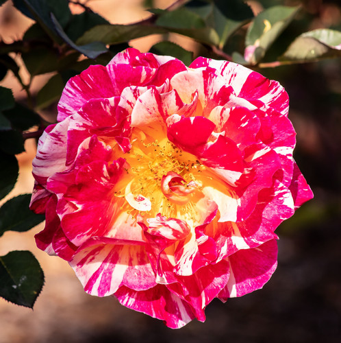 A closeup of an evergreen rose under the sunlight with a blurry background.jpg