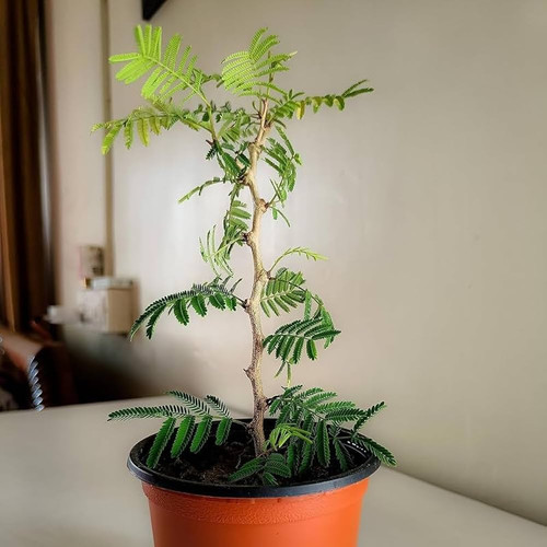 61b6LBkkl9L. AC UF1000,1000 QL80 .jpg