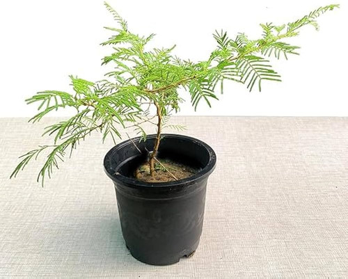 51JDiMd6YZL. AC UF1000,1000 QL80 .jpg