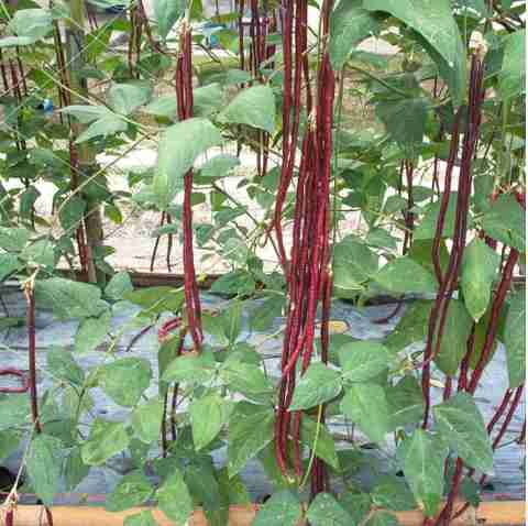 5 cowpea lobia scarlet long red seeds red barbati lobia beans original imahymr7b9ux3fpw.jpg
