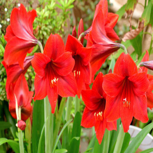 Hippeastrum/amaryllis is a genus in the family Amaryllidaceae with about 70-90 species. It produces .jpg