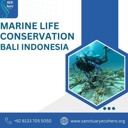 Marine life conservation Bali Indonesia.jpg