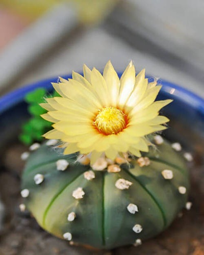 Astrophytum asteriias flower or cactus in the flower pot or Astrophytum or Astrophytum asteriias and.jpg