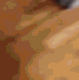 cats2.gif