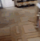 cats1.gif