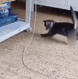 cats.gif