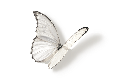 IMG 5831.png