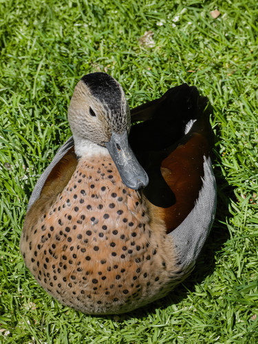 Upscaled with Gigapixel v1.1.3. 4914x6552 => 6120x8160 (1.24542x) Model: High Fidelity V2, denoise: .jpg