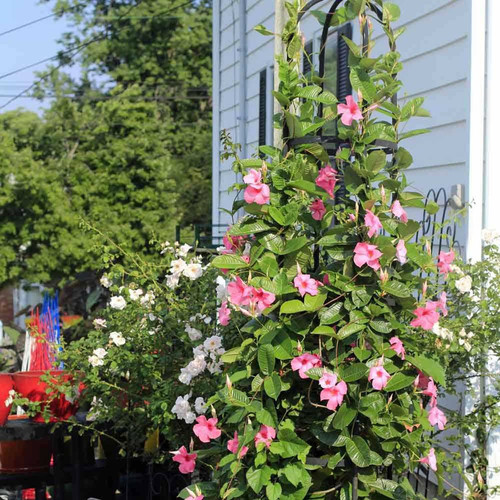 no biennial yes mandevilla allamanda flower live plant a3 medium original imagteq9t5dc3nfk.jpg