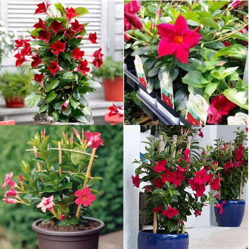 71KKIaSsXfL. SR1080,1080 .jpg