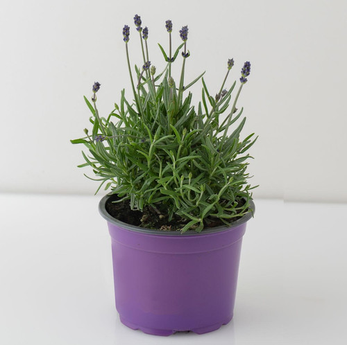 jzffX NwmkydoL85u0WEcxFIyh GJyAVKVauuAO 5wW1NJO9nSM0sdV0hPn 2nI4dX93B 1gqF C4GsmBmI kB5fYaMeiWYwTx w.jpg