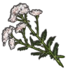 Yarrow (1).webp