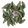 Spoonwood.webp