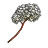 Meadowsweet.webp