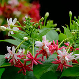 Madhumalti Rangoon Creeper 01.jpg