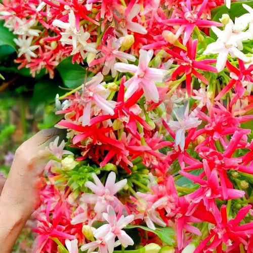 71UzA0Ss3yL. AC UF1000,1000 QL80 .jpg