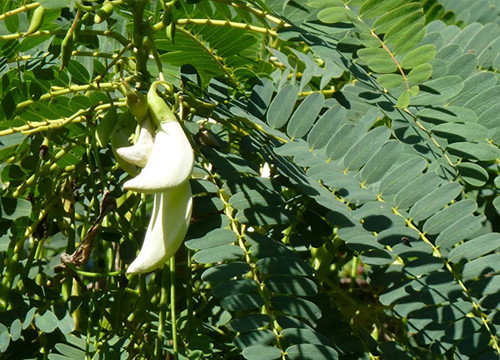 30 agasthi keerai seeds chillatai original imagpc2km2z6qjwc.jpg