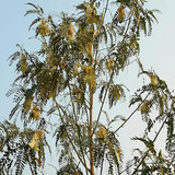 coopany agasthi bokful agathi keerai seeds 60 seeds product images orvvprlpfec p608878729 2 20240429.jpg