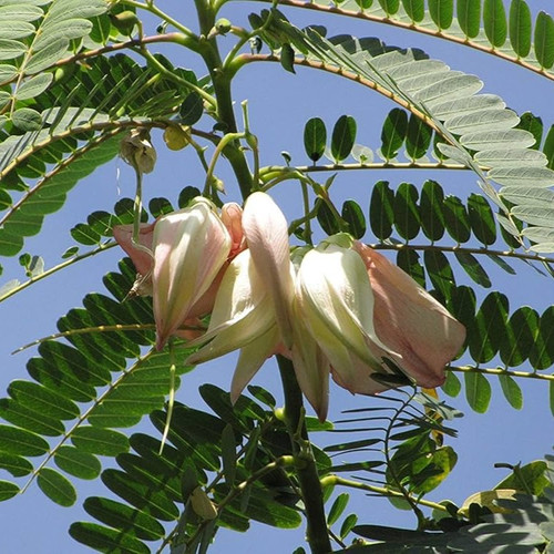 81EDDvNVFYL. AC UF1000,1000 QL80 .jpg