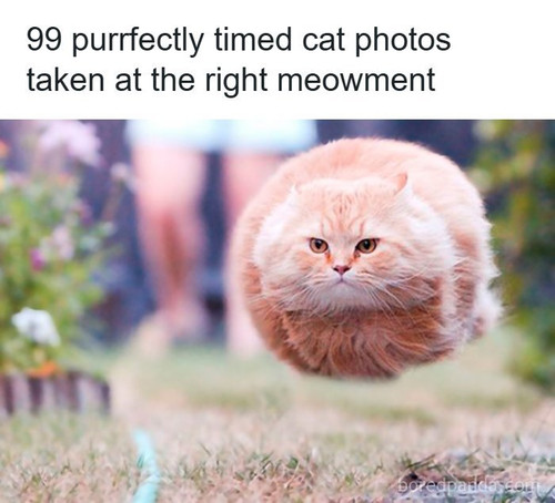 funny perfectly timed cat photo.jpg