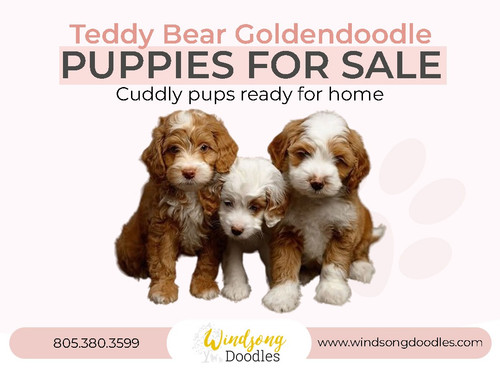 Teddy Bear Goldendoodle Puppies For Sale.jpg