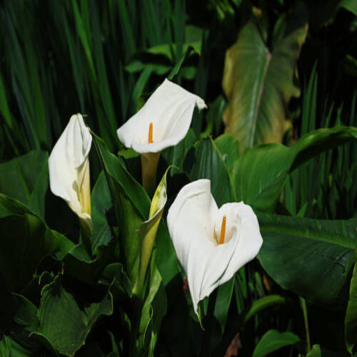 Elegant white Calla lily flowers in lush green garden, perfect for wedding decor, spa wellness theme.jpg
