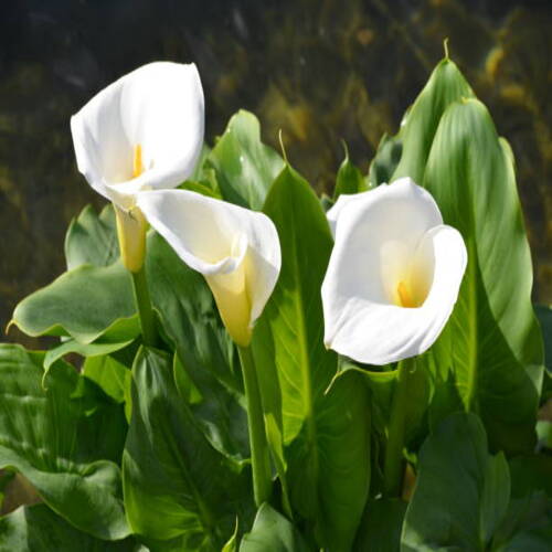 Beautiful fresh white flowers and green leaves of Zantedeschia plant, commonly known as arum or call.jpg