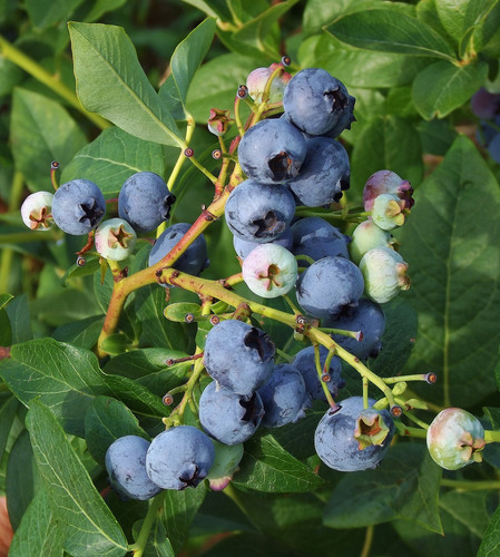 Vacciniumcorymbosum Duke 2.jpg