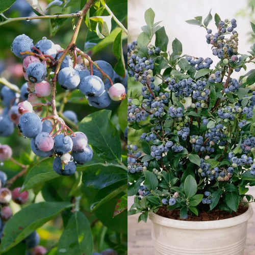 Untitled design min.jpg