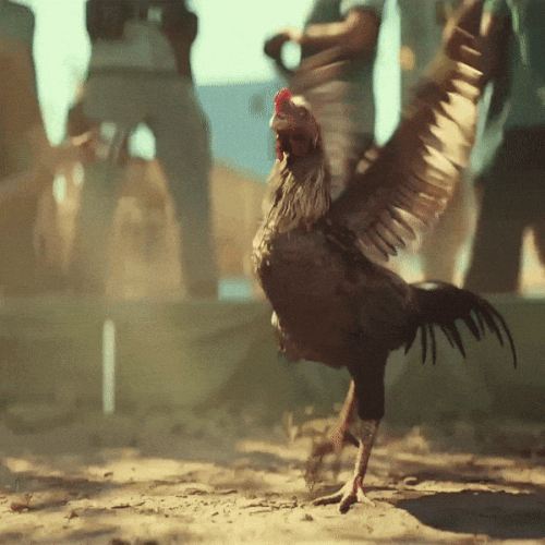 1000043183.gif