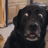 GIF.gif