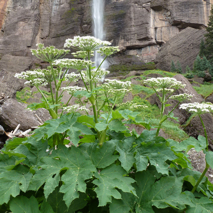 Heracleum