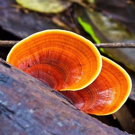 Ganoderma lucidum