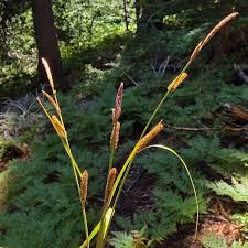 Cyperaceae