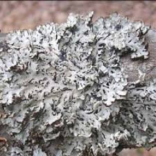 Hypogymnia physodes
