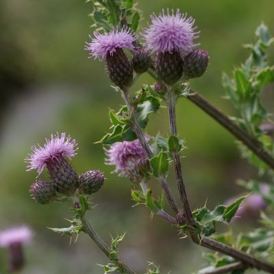 Cirsium arvense