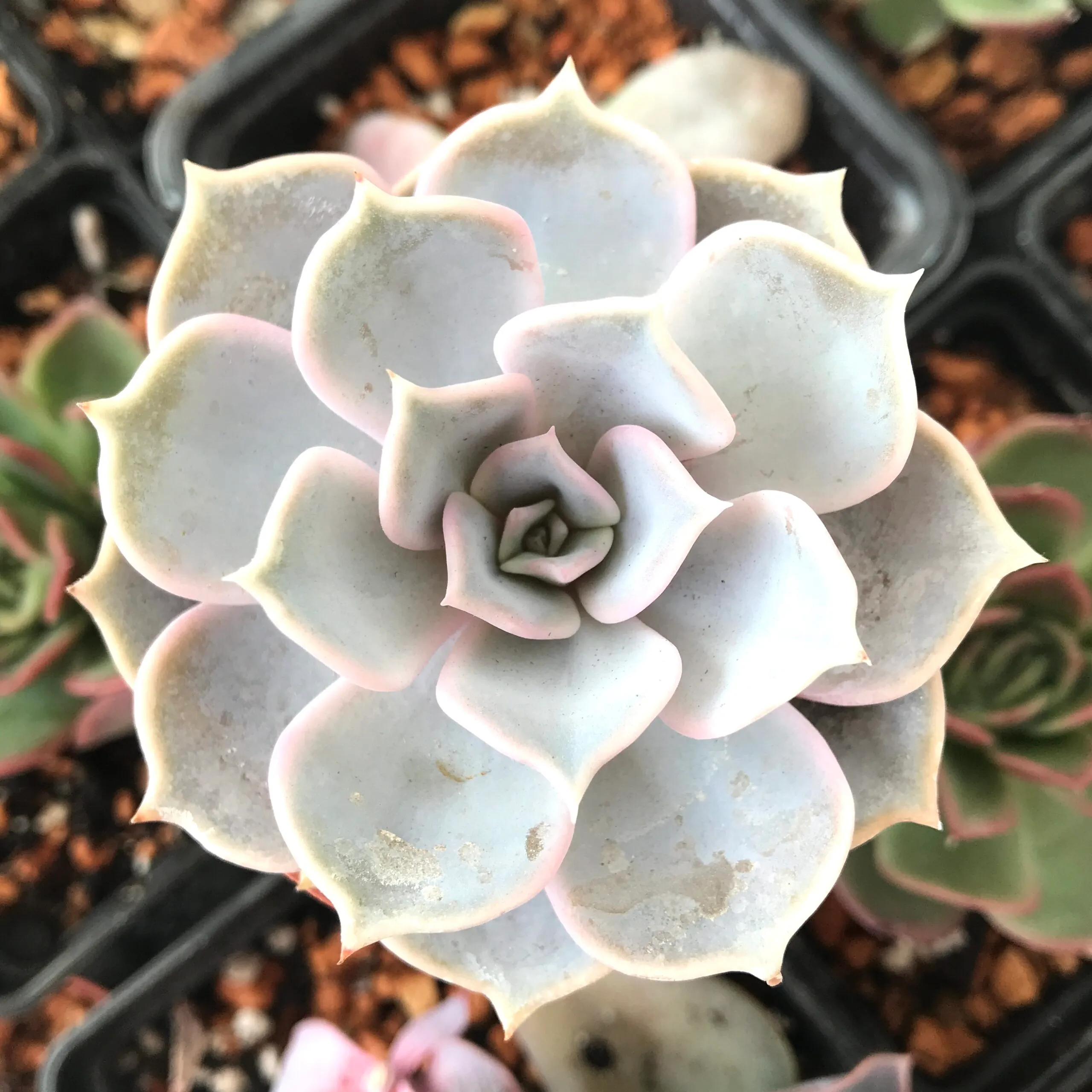 Echeveria lilacina