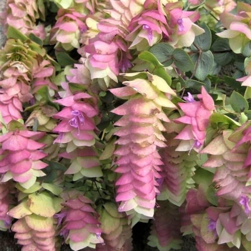 Origanum rotundifolium