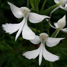 Habenaria dentata