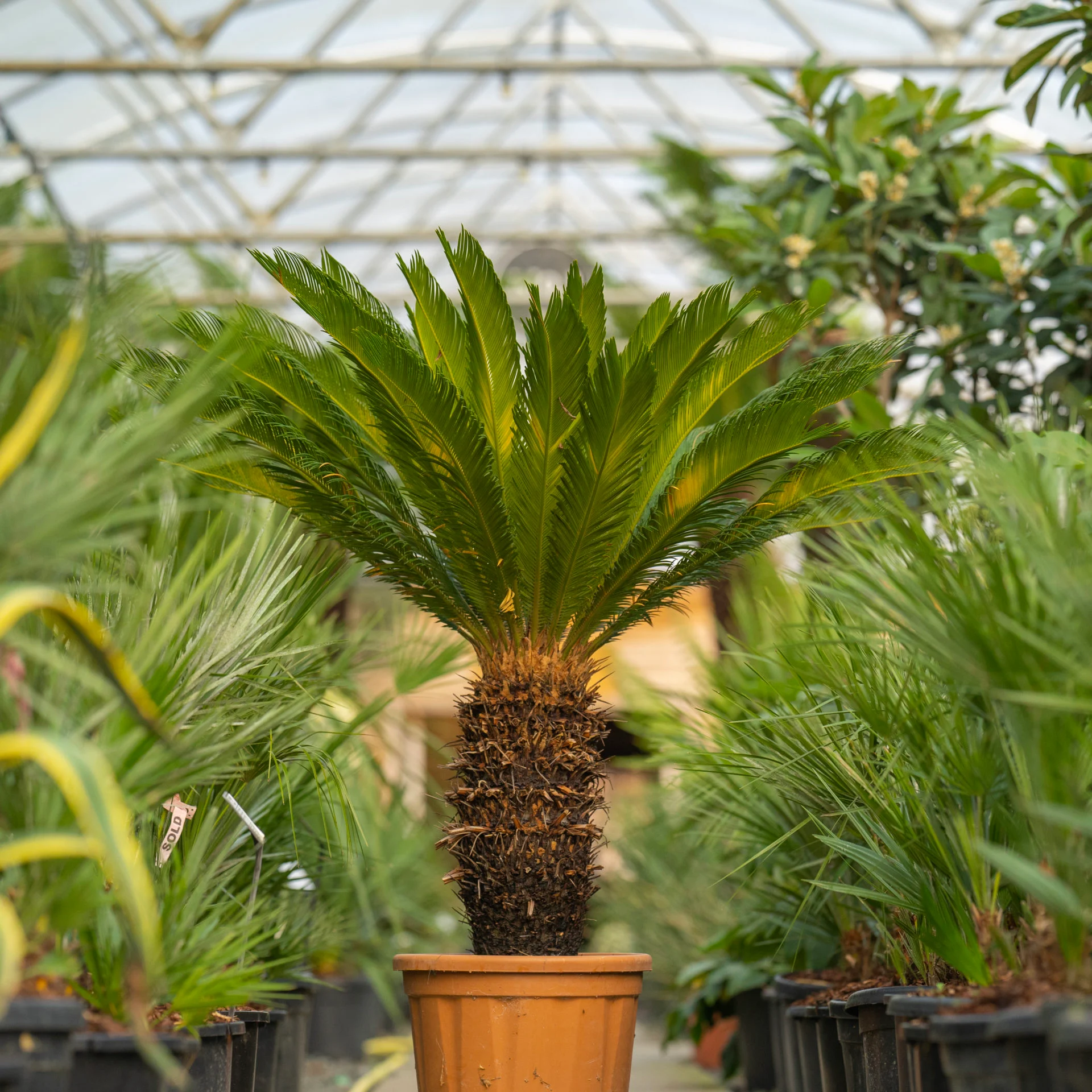 Cycas revoluta