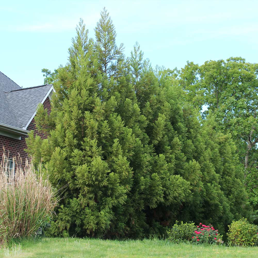 Cryptomeria japonica