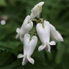 Dicentra canadensis