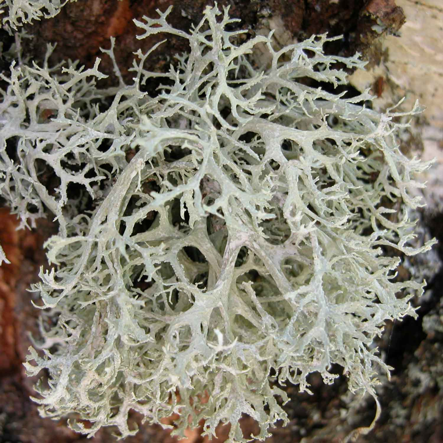 Evernia prunastri