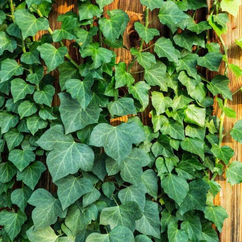 Hedera helix