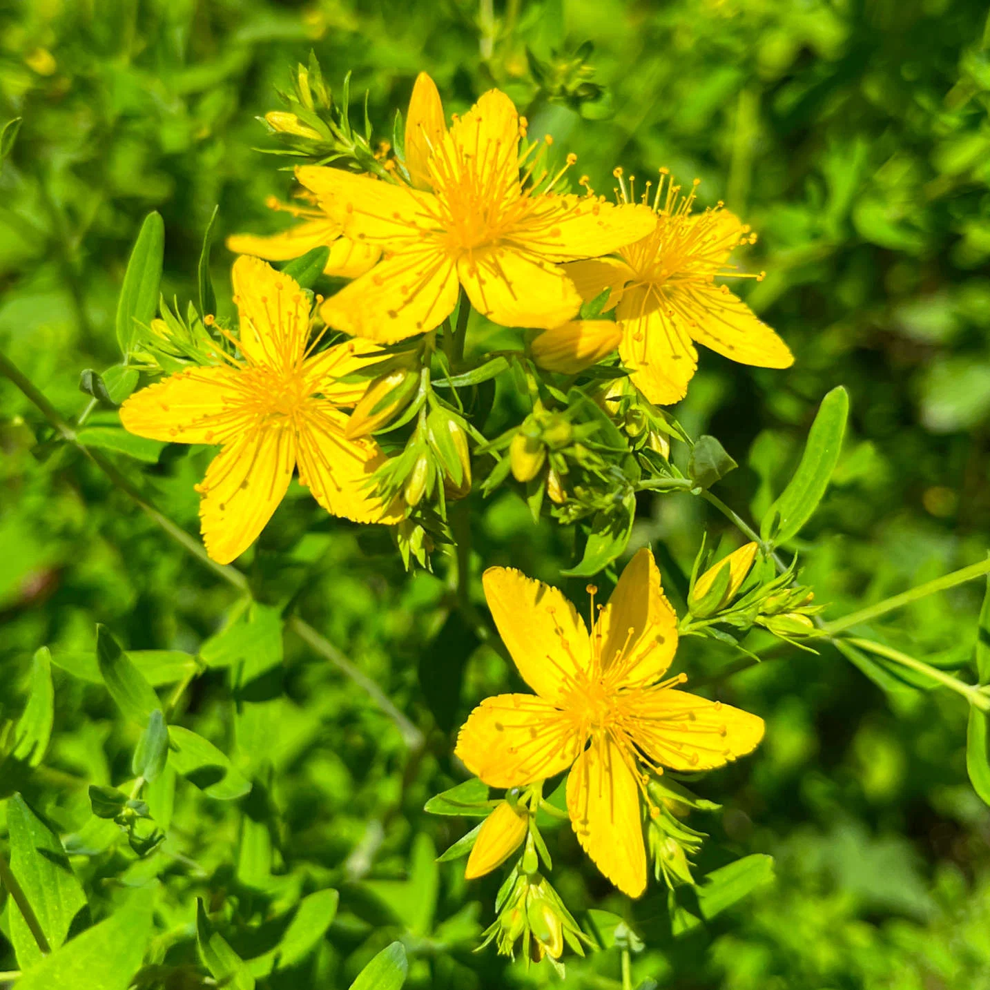 Hypericum perforatum