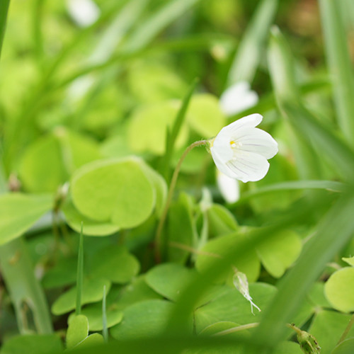 Oxalis acetosella