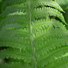 Dryopteris filix-mas