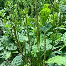 Plantago major