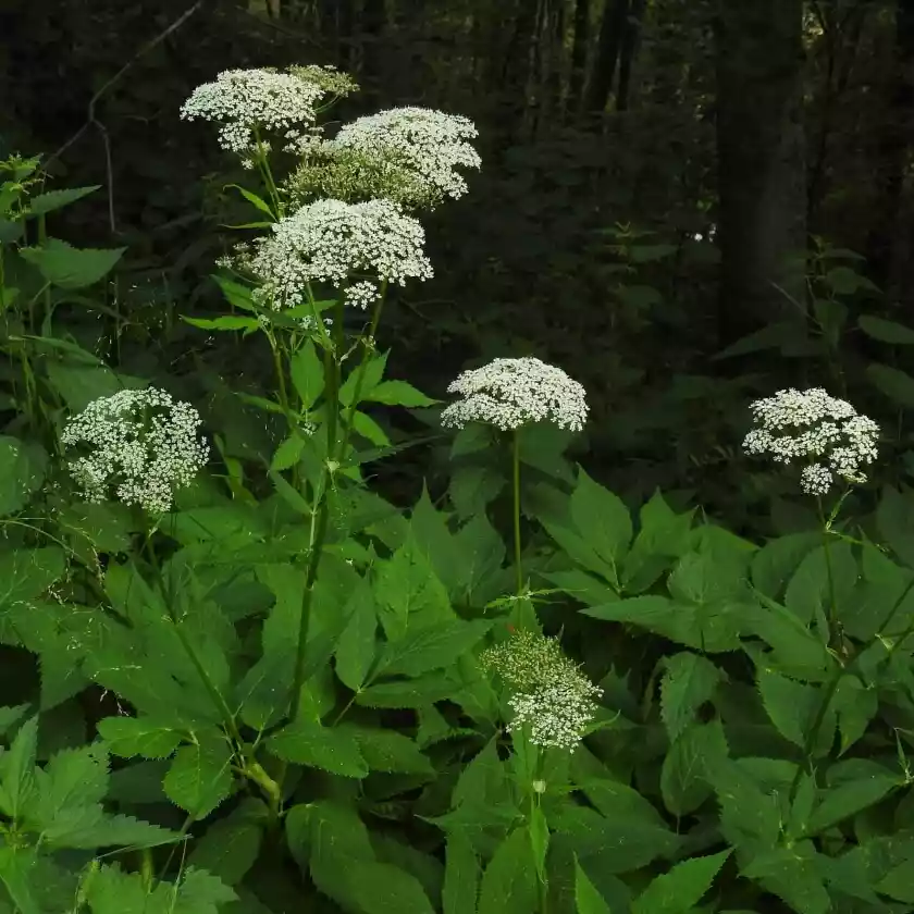 Aegopodium podagraria