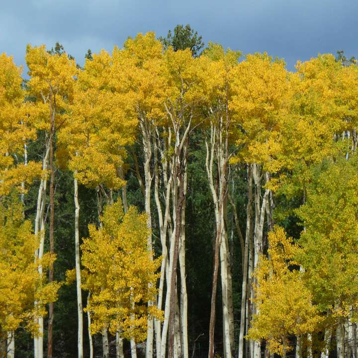 Populus tremula